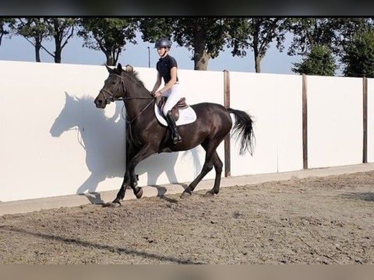Koń hanowerski Klacz 17 lat 167 cm Kara in Waddinxveen