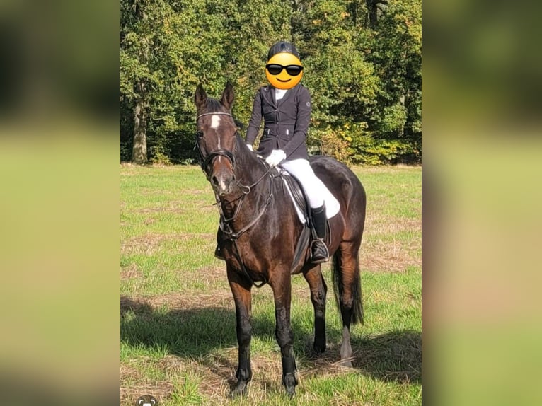 Koń hanowerski Klacz 17 lat 168 cm Ciemnogniada in Tangeln