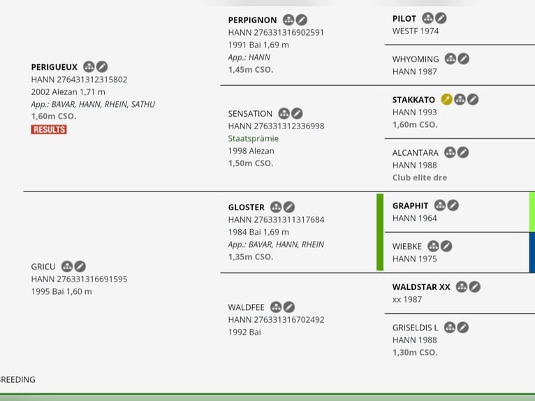 Koń hanowerski Klacz 17 lat 168 cm Ciemnogniada in Tangeln