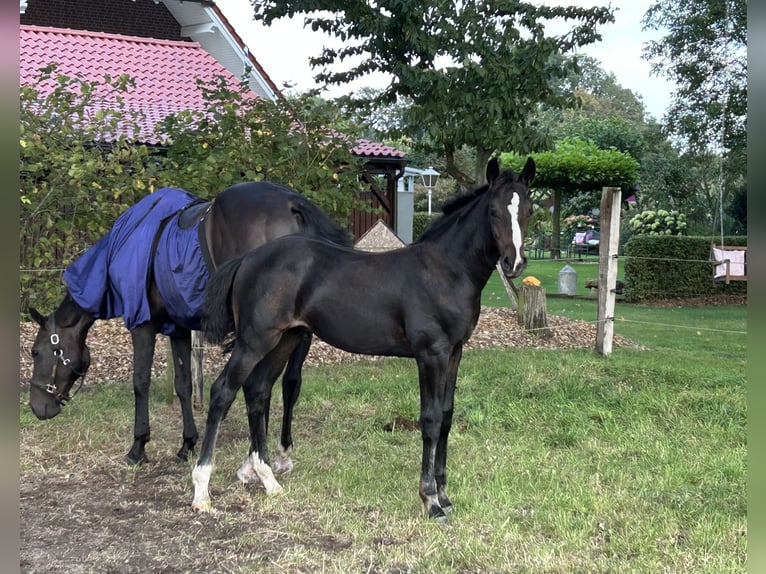 Koń hanowerski Klacz 17 lat 169 cm Ciemnogniada in Mesum