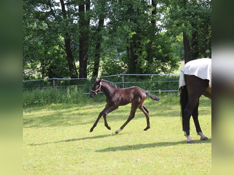 Koń hanowerski Klacz 17 lat 169 cm Ciemnogniada in Mesum