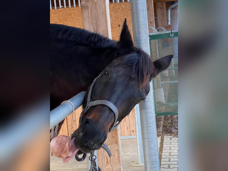 Koń hanowerski Klacz 17 lat 169 cm Kara in Grenzach-Wyhlen