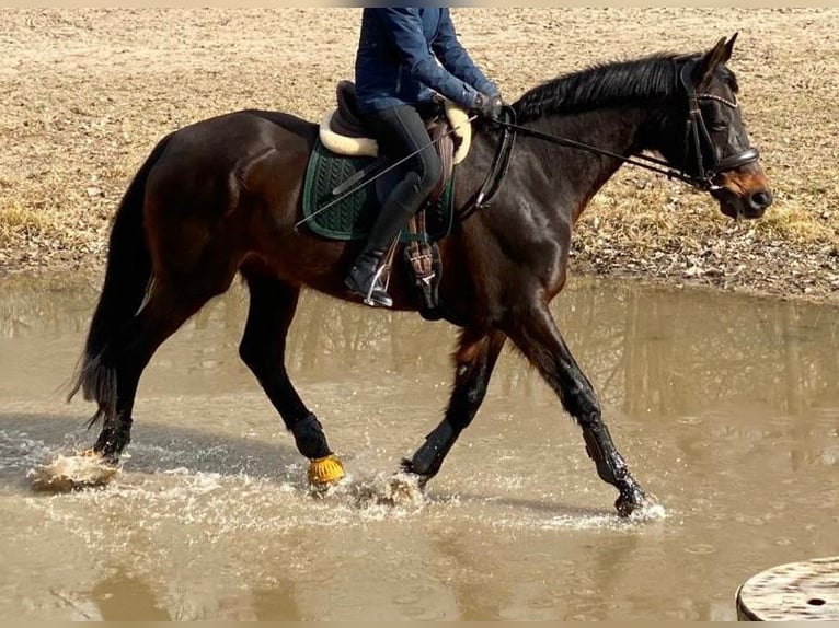 Koń hanowerski Klacz 17 lat 169 cm Kara in Grenzach-Wyhlen