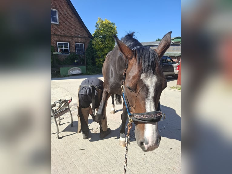 Koń hanowerski Klacz 17 lat 170 cm Ciemnogniada in Preetz