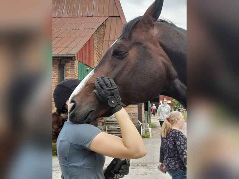 Koń hanowerski Klacz 17 lat 170 cm Ciemnogniada in Wahlstorf