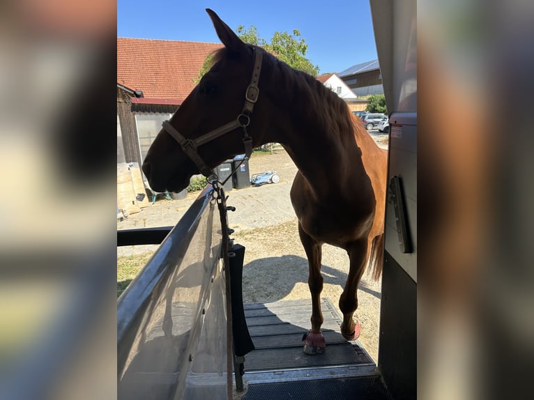 Koń hanowerski Klacz 17 lat 170 cm Kasztanowata in Markt Indersdorf