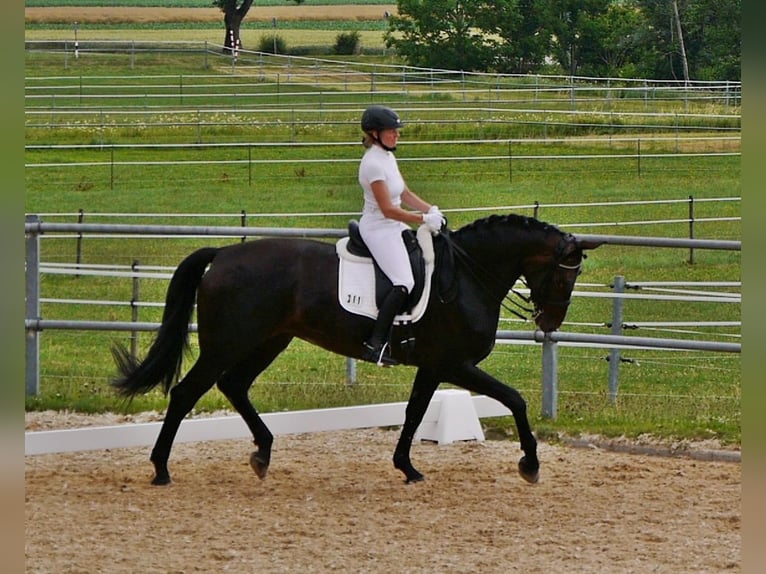 Koń hanowerski Klacz 17 lat 172 cm Ciemnogniada in Raisting