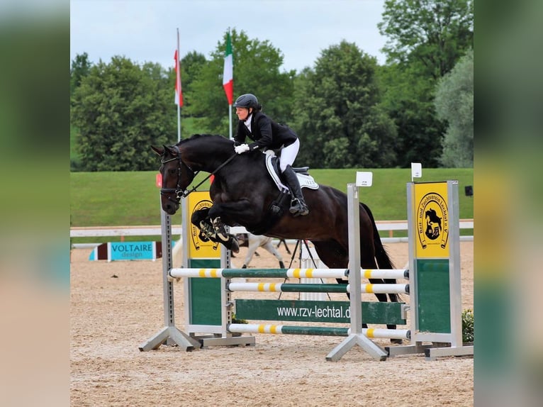 Koń hanowerski Klacz 17 lat 172 cm Ciemnogniada in Raisting