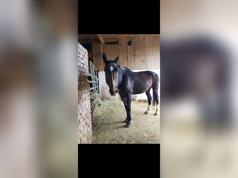 Koń hanowerski Klacz 17 lat 172 cm Gniada in Gutenstetten