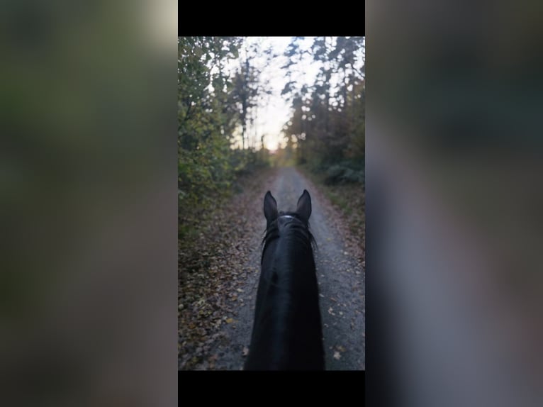 Koń hanowerski Klacz 17 lat 172 cm Gniada in Gutenstetten