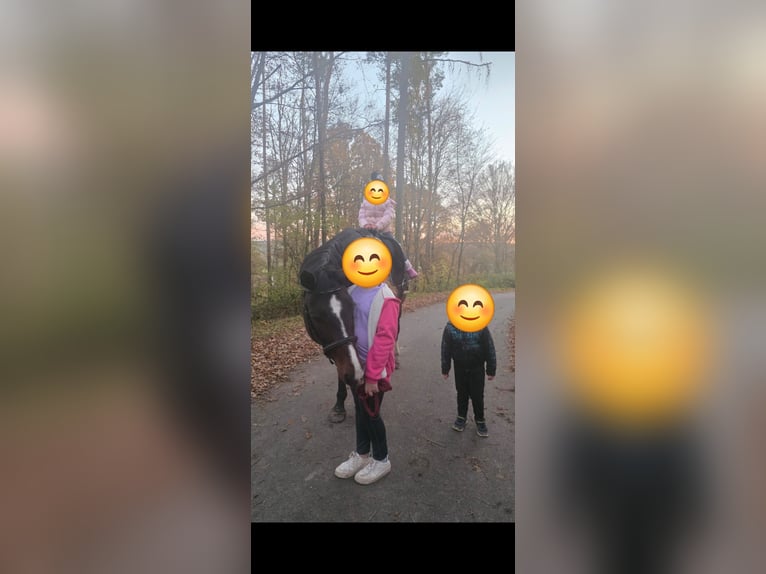 Koń hanowerski Klacz 17 lat 172 cm Gniada in Gutenstetten