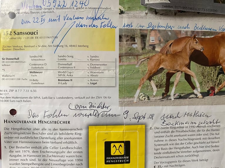 Koń hanowerski Klacz 17 lat 172 cm Kasztanowata in L&#xFC;dinghausen