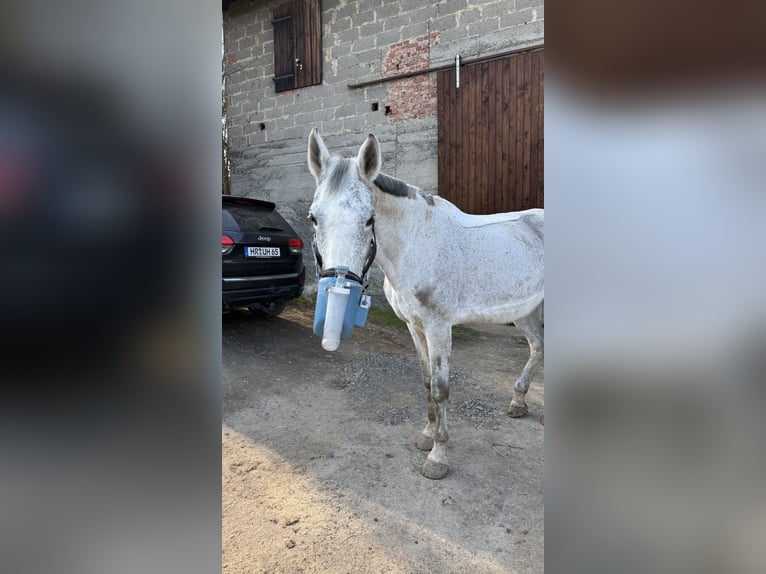 Koń hanowerski Klacz 18 lat 160 cm Siwa w hreczce in Melsungen