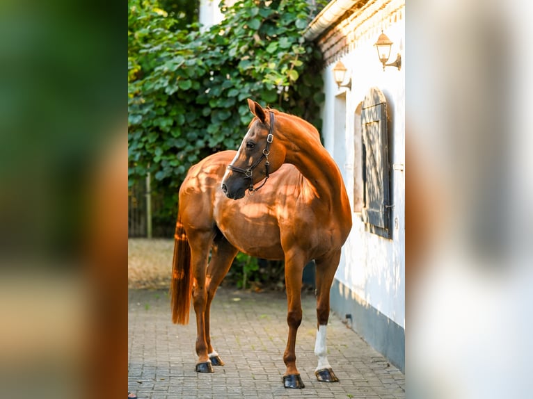Koń hanowerski Klacz 18 lat 162 cm Kasztanowata in Goch