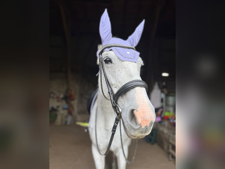 Koń hanowerski Klacz 18 lat 162 cm Siwa in Melsungen