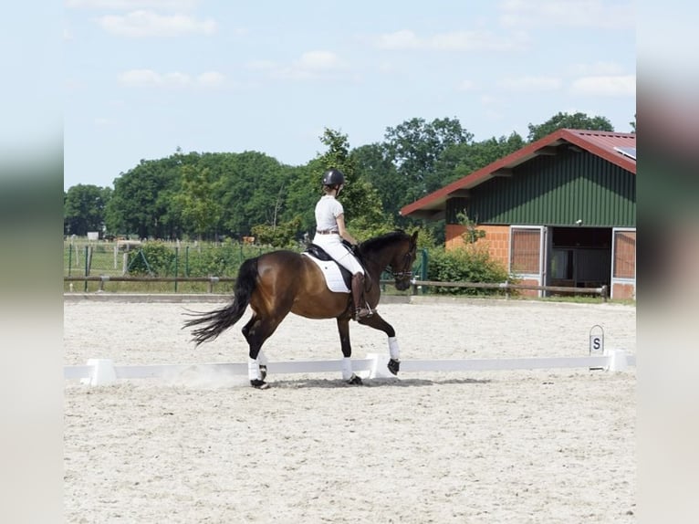 Koń hanowerski Klacz 18 lat 164 cm Gniada in eyendorf