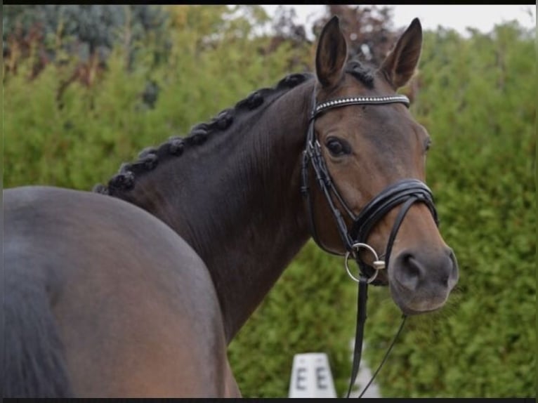 Koń hanowerski Klacz 18 lat 164 cm Gniada in eyendorf