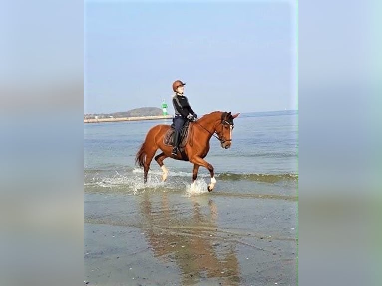 Koń hanowerski Klacz 18 lat 164 cm  in Bad Schwartau
