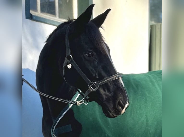 Koń hanowerski Klacz 18 lat 165 cm Kara in Rottach-Egern