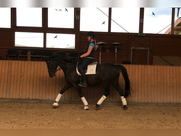 Koń hanowerski Klacz 18 lat 166 cm Skarogniada in Wartenberg