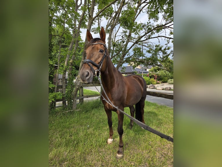 Koń hanowerski Klacz 18 lat 167 cm Ciemnokasztanowata in Loxstedt