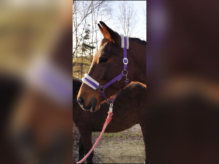 Koń hanowerski Klacz 18 lat 167 cm Gniada in Rossau