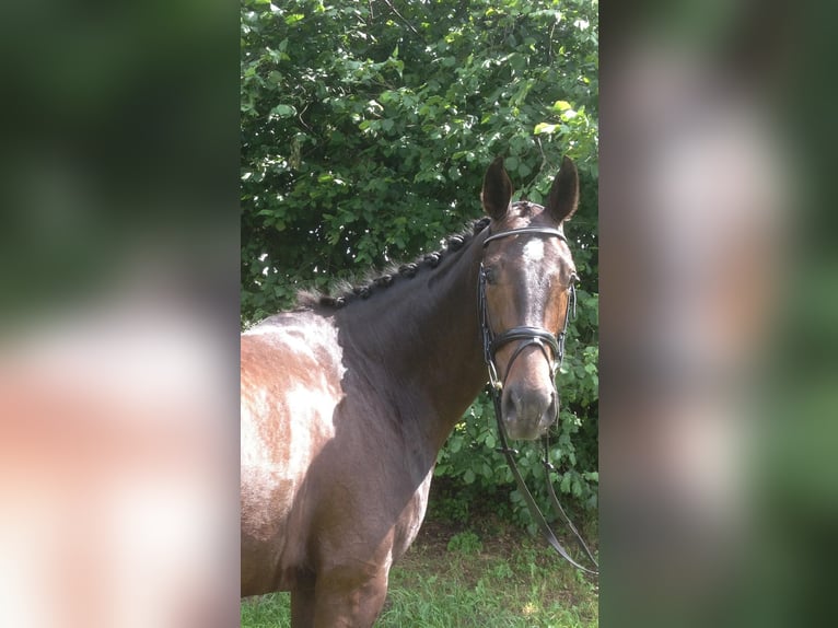 Koń hanowerski Klacz 18 lat 167 cm Skarogniada in Warendorf