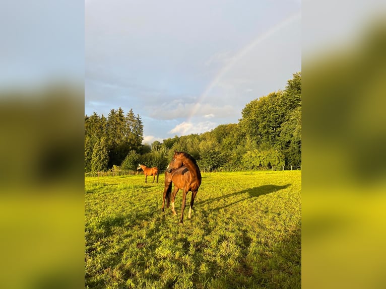 Koń hanowerski Klacz 18 lat 168 cm Ciemnokasztanowata in Springe