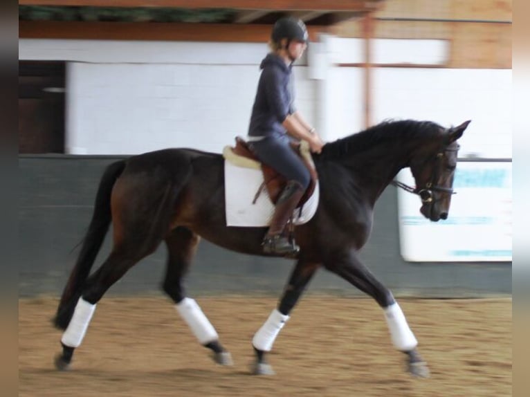 Koń hanowerski Klacz 18 lat 170 cm Ciemnogniada in Ratekau