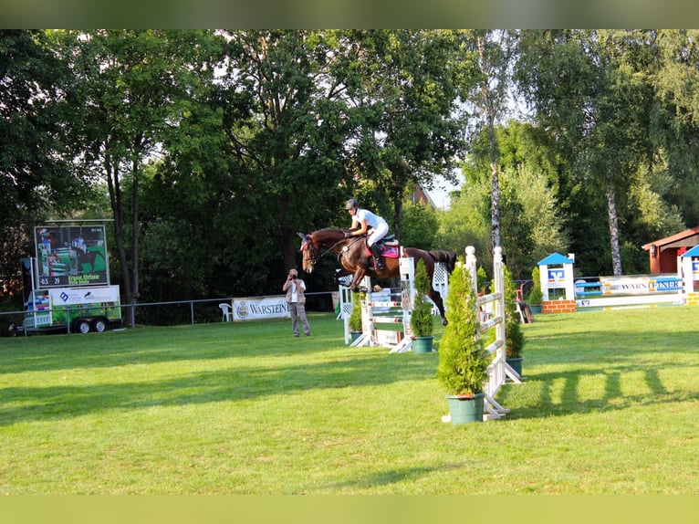 Koń hanowerski Klacz 18 lat 170 cm Gniada in Verl