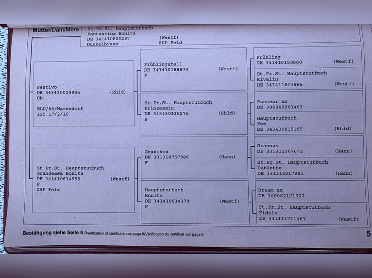 Koń hanowerski Klacz 18 lat 170 cm Gniada in Verl