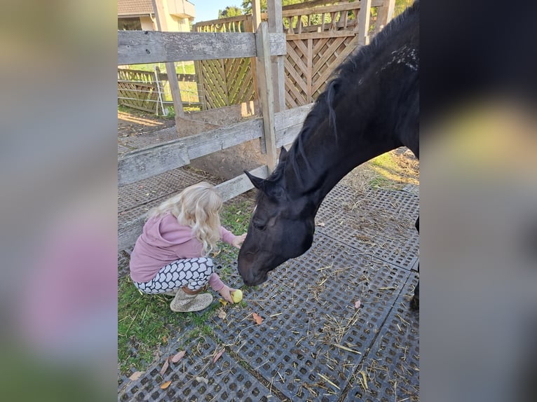 Koń hanowerski Klacz 18 lat 172 cm Skarogniada in Bünde