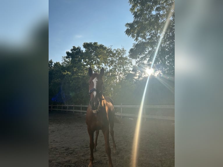 Koń hanowerski Klacz 18 lat 173 cm Kasztanowata in Fehmarn