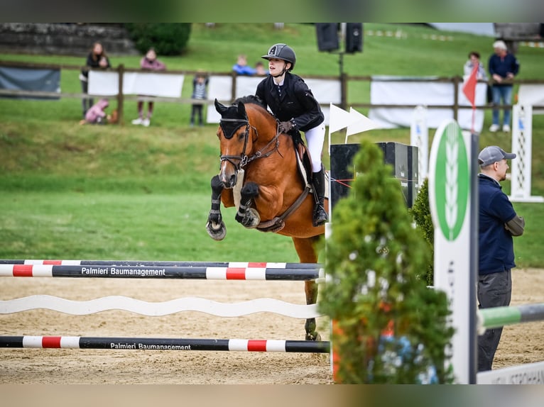 Koń hanowerski Klacz 19 lat 158 cm Gniada in Dietikon