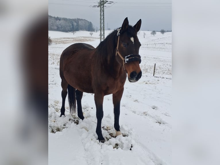 Koń hanowerski Mix Klacz 19 lat 160 cm Gniada in Rheinfelden