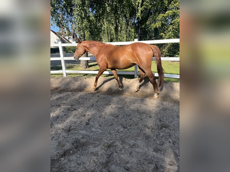 Koń hanowerski Klacz 19 lat 160 cm in Hameln