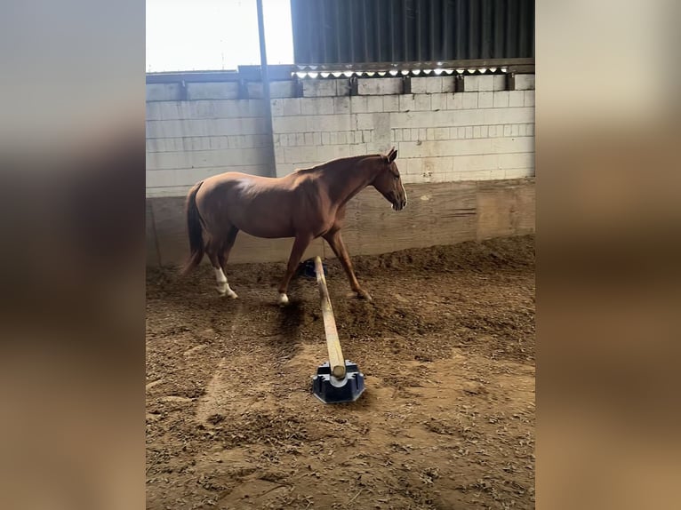 Koń hanowerski Klacz 19 lat 160 cm in Hameln