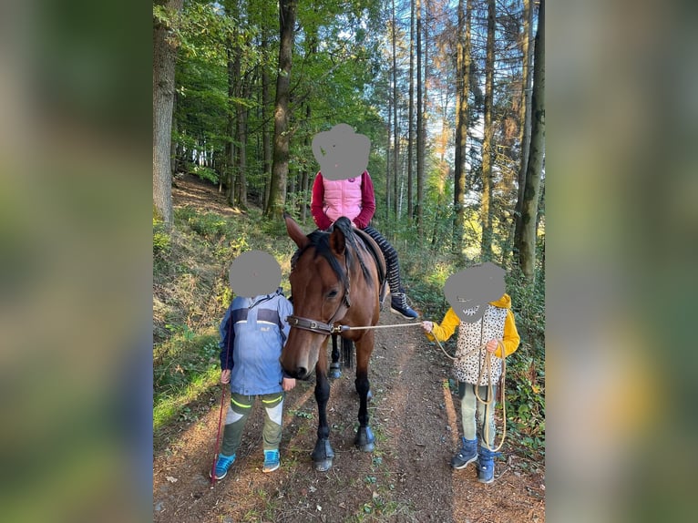 Koń hanowerski Klacz 19 lat 162 cm Gniada in Sundern