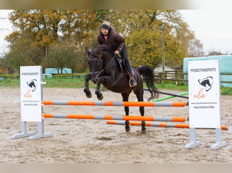 Koń hanowerski Klacz 19 lat 162 cm Kara in Gelsenkirchen