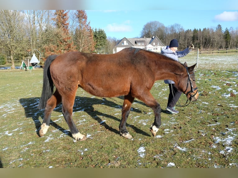 Koń hanowerski Klacz 19 lat 163 cm Gniada in Zehnhausen