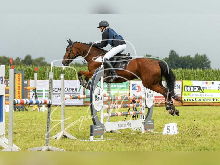 Koń hanowerski Klacz 19 lat 165 cm Gniada in BrestBargstedt