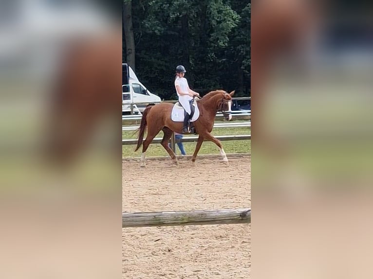 Koń hanowerski Klacz 19 lat 165 cm Kasztanowata in Walsrode