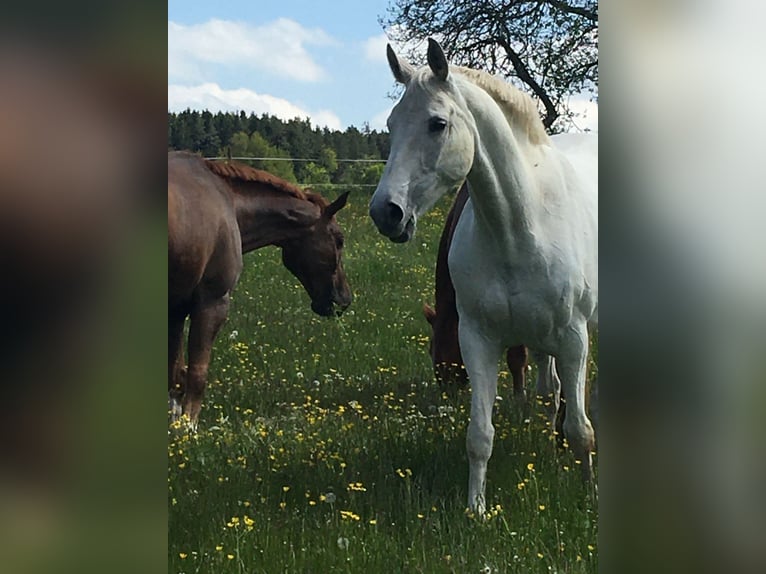 Koń hanowerski Klacz 19 lat 165 cm Siwa in Baiersbronn