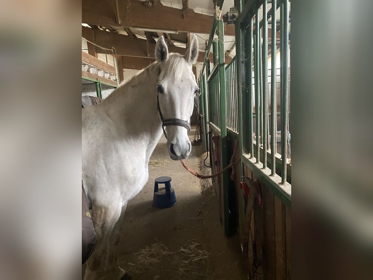 Koń hanowerski Klacz 19 lat 165 cm Siwa in Baiersbronn