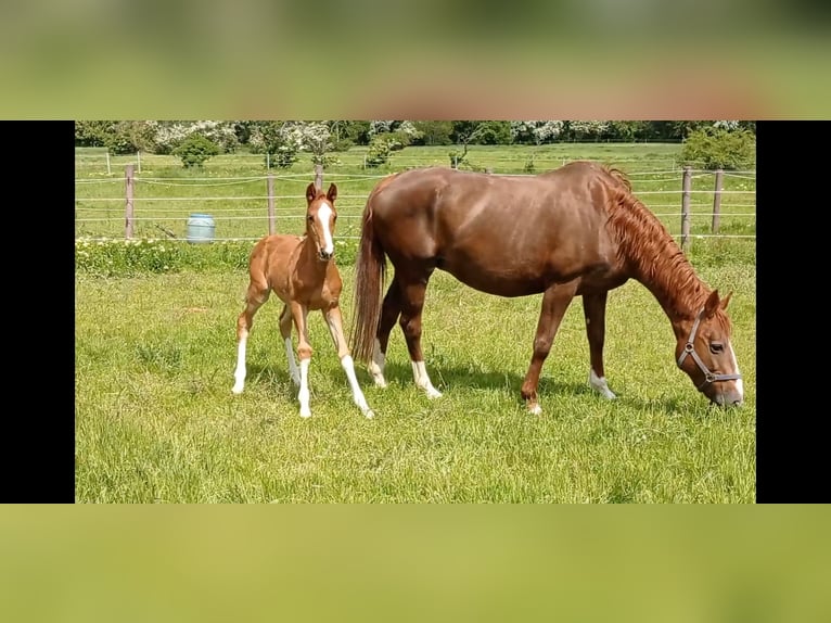 Koń hanowerski Klacz 19 lat 168 cm Kasztanowata in Mücheln (Geiseltal)