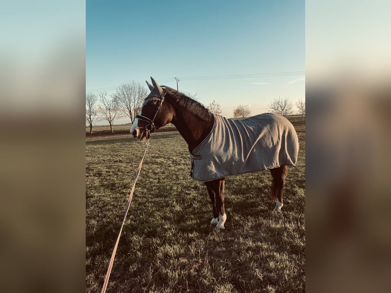 Koń hanowerski Klacz 19 lat 170 cm Ciemnogniada in Krostitz