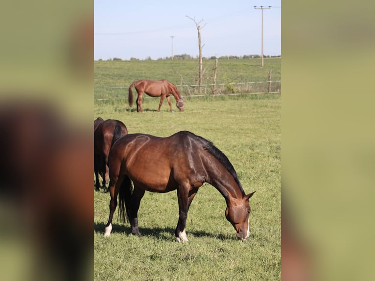 Koń hanowerski Klacz 19 lat 170 cm Ciemnogniada in Krostitz