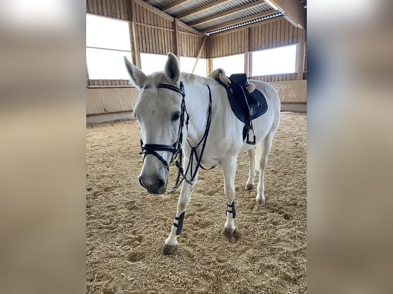 Koń hanowerski Klacz 19 lat 170 cm Siwa in Aalen