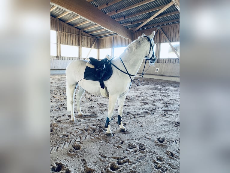 Koń hanowerski Klacz 19 lat 170 cm Siwa in Aalen