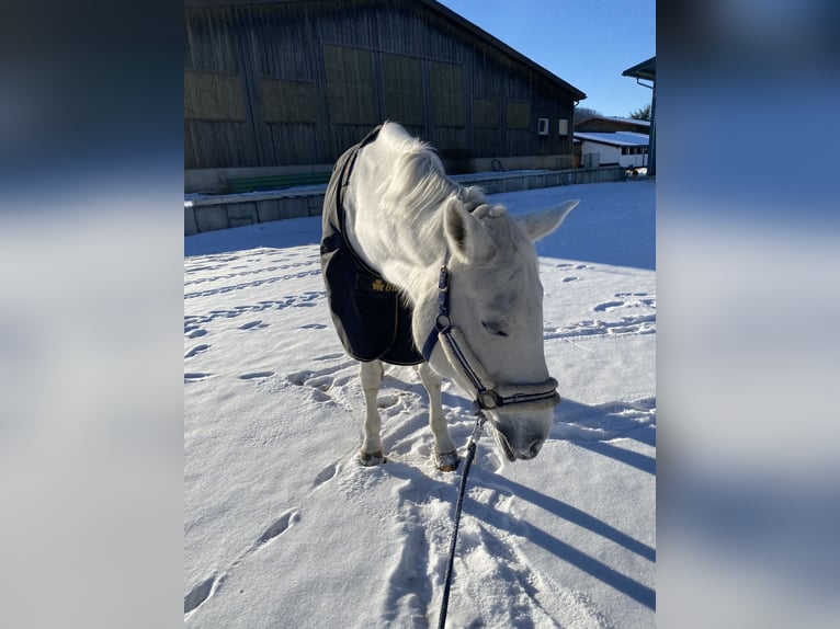Koń hanowerski Klacz 19 lat 170 cm Siwa in Aalen